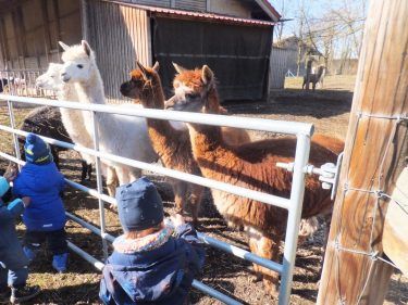 Kinder streicheln Alpakas