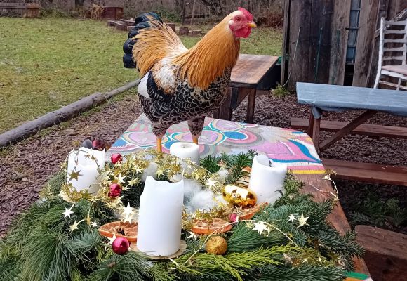 Hahn inspiziert Adventskranz