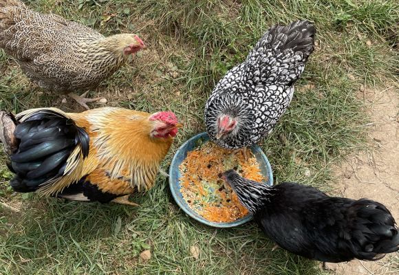 Hühner beim Fressen