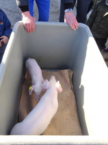 Schweine in einer Box