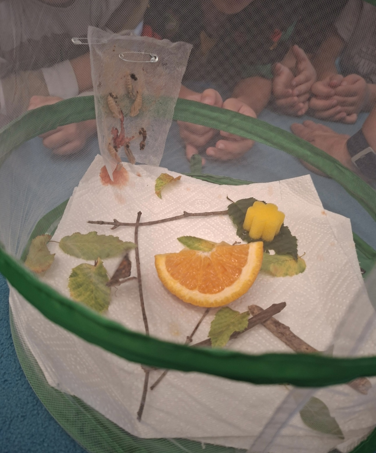 Obst und Schmetterling