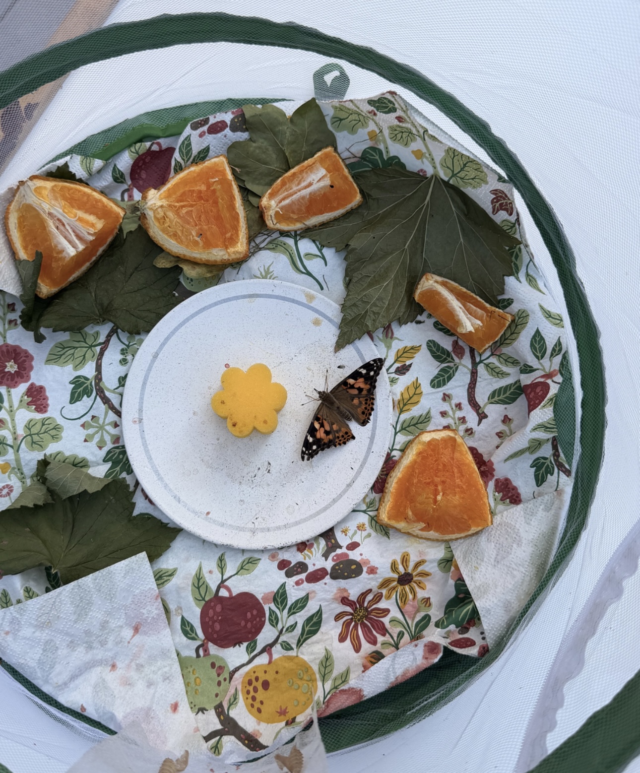 Aufgeschnittene Orange und Schmetterling