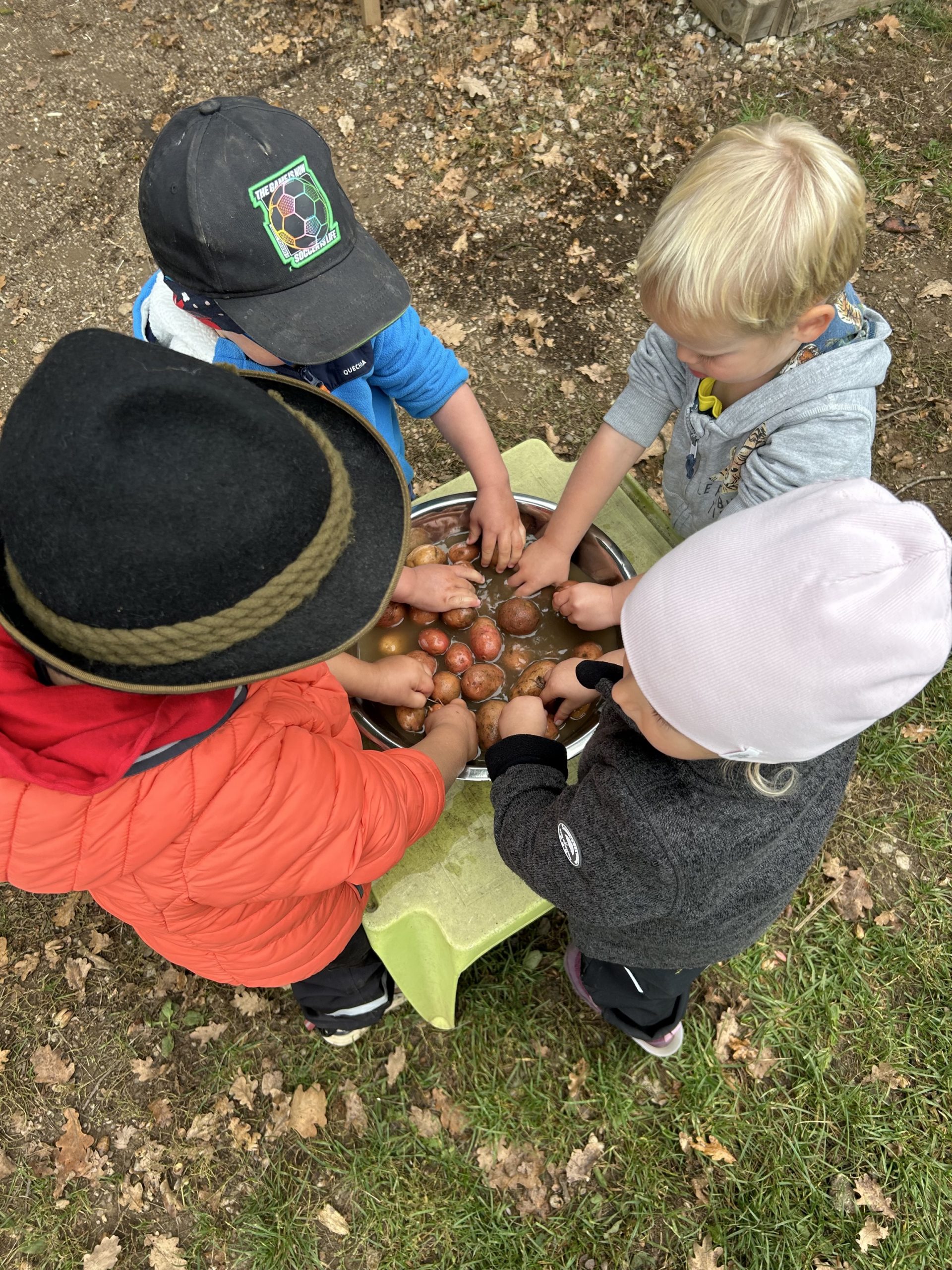 Kinder waschen Kartoffeln