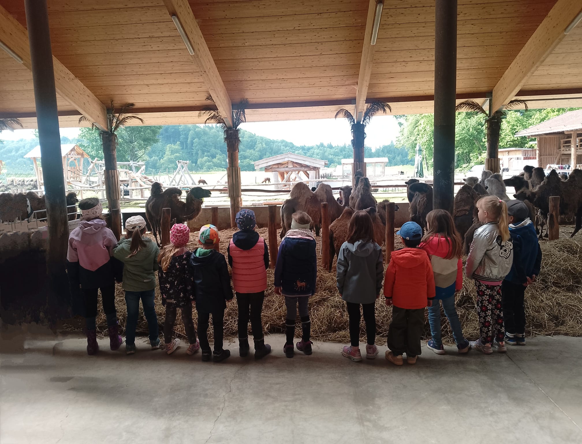 Kinder auf Kamelfarm