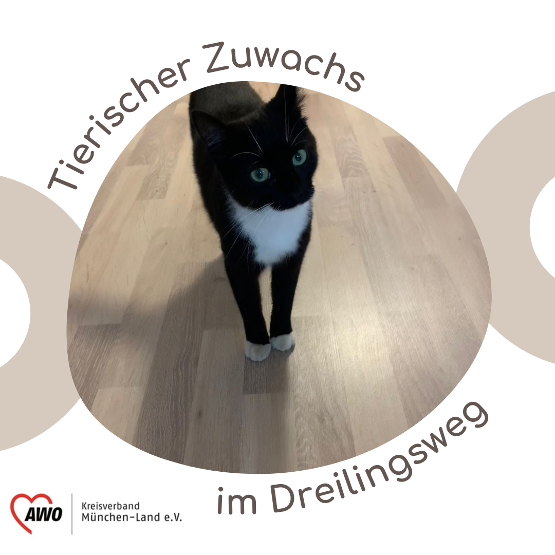Schwarz-weiße Katze