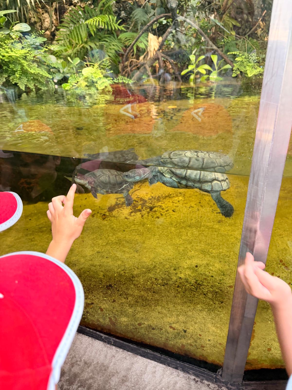 Kind betrachtet Wasserschildkröten