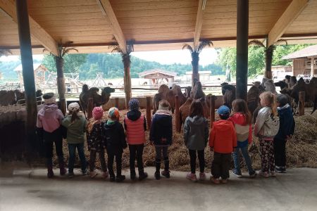 Ausflug zum Kamelhof