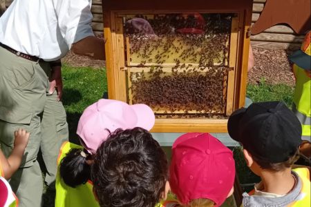 Kinderhaus Hand in Hand: Ein süßer Abschluss unseres Bienenprojekts