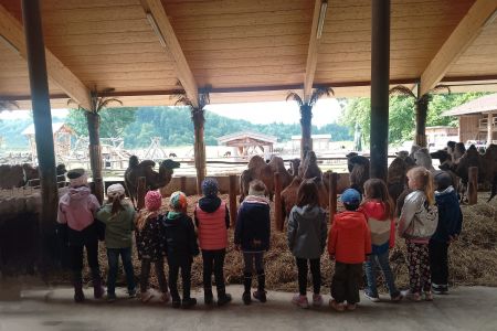 Ausflug zum Kamelhof