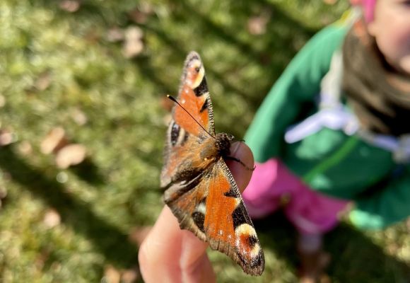 Schmetterling auf Kinderhand
