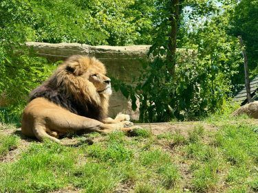 Sommer in der Kinderkrippe